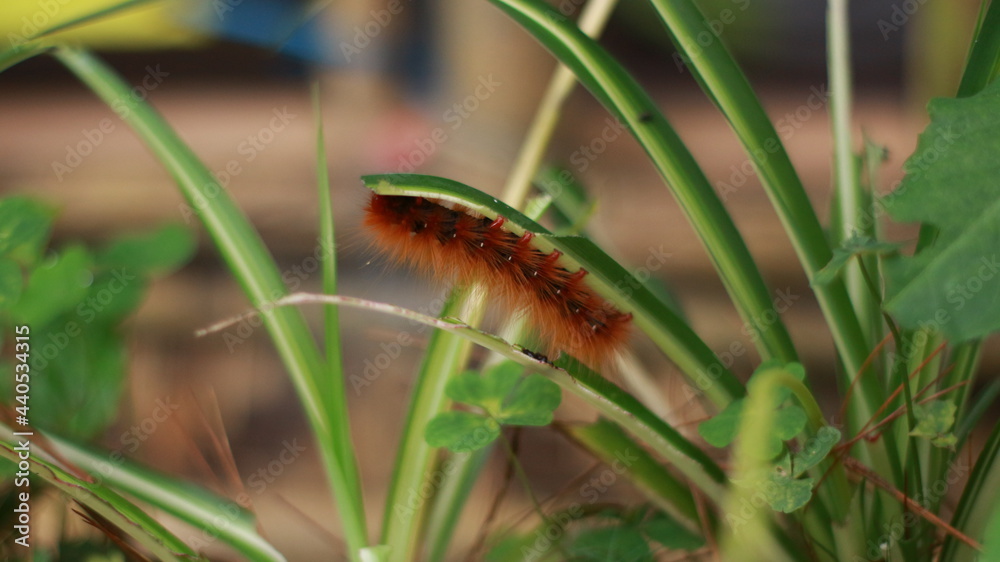 a red caterpillar gallantly clings to a leaf in a forest