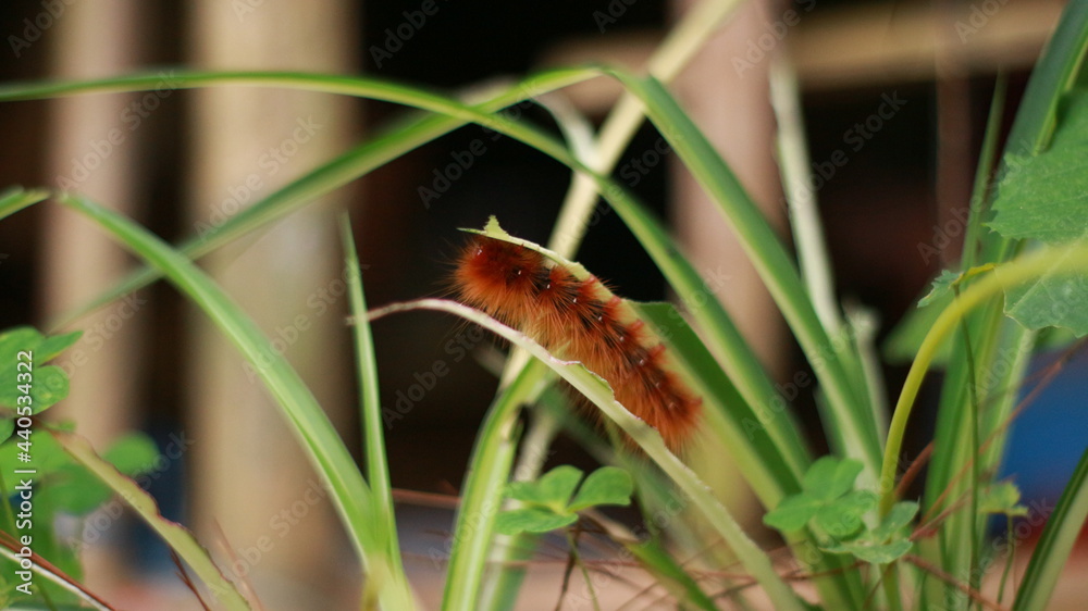 a red caterpillar gallantly clings to a leaf in a forest a red caterpillar gallantly clings to a leaf in a forest