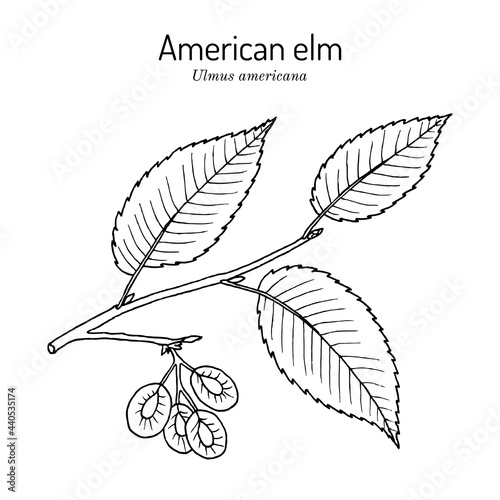 American, or water elm Ulmus americana the official state tree of North Dakota