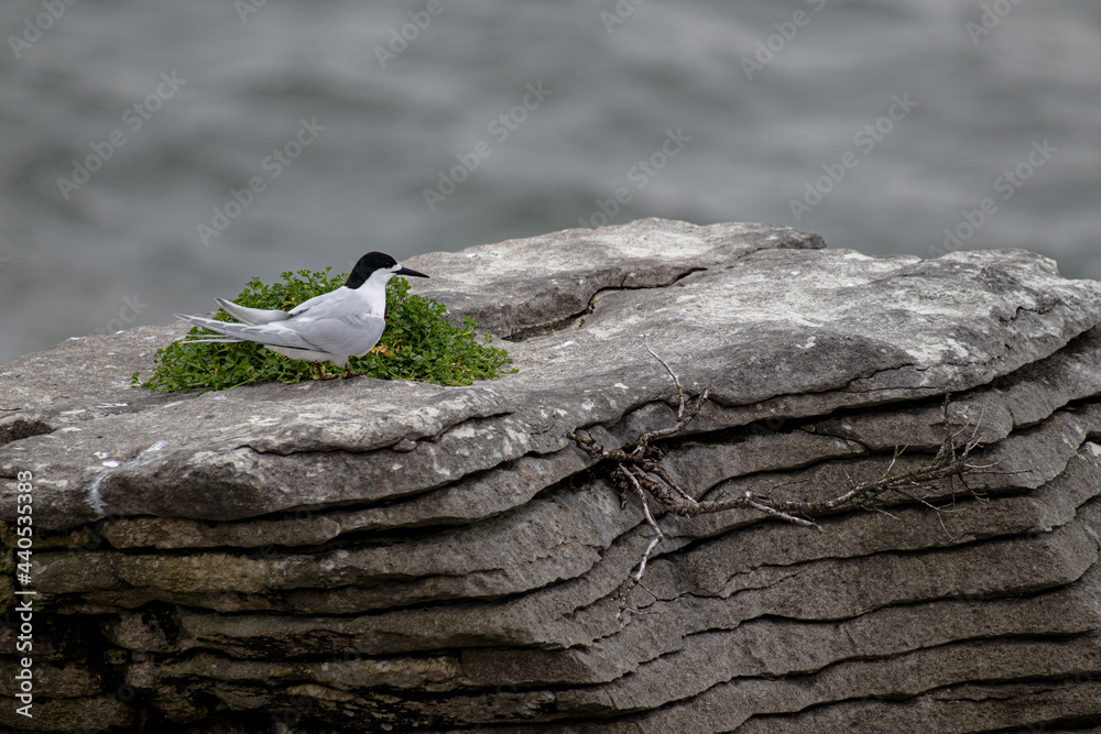White-fronted Tern, nesting on the Pancake Rocks White-fronted Tern, nesting on the Pancake Rocks