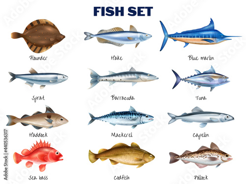 Sea Fish Set