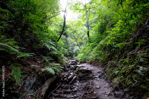 Mountain trail with a creek in Mt. Takao, Tokyo, Japan.