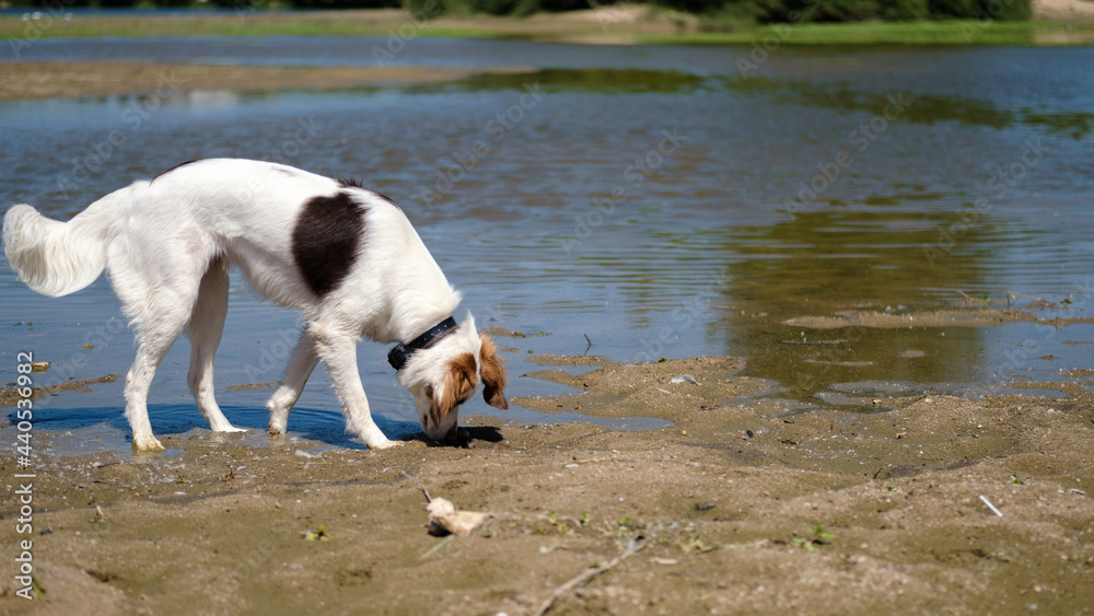 Dog walking and sniffing on the Loire bank river Dog walking and sniffing on the Loire bank river