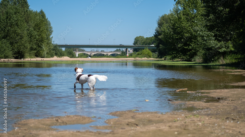 Dog walking into the Loire river