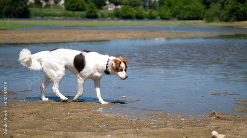 Fotografía Dog walking and sniffing on the Loire bank river