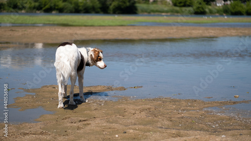 Quadro su tela Dog walking and sniffing on the Loire bank river
