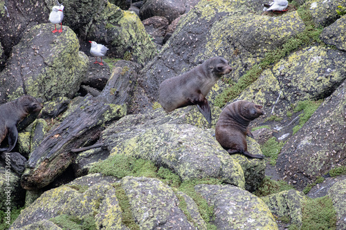 Fur Seals at Cape Foulwind  near Westport New Zealand