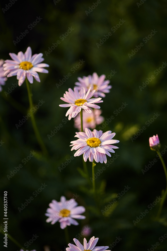 gentle pink flowers in the summer evening garden. garden flowers surrounded by emerald greenery, selective focus, vertical frame gentle pink flowers in the summer evening garden. garden flowers surrounded by emerald greenery, selective focus, vertical frame