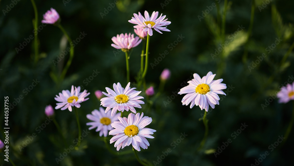 panoramic floral background. gentle pink flowers in the summer evening garden. garden flowers surrounded by emerald greenery, selective focus panoramic floral background. gentle pink flowers in the summer evening garden. garden flowers surrounded by emerald greenery, selective focus