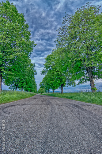 Straße gesäumt von einer Baumallee © shennen_de