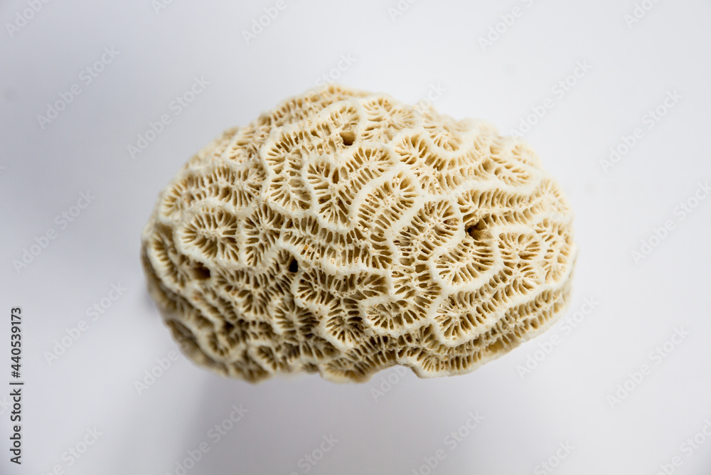 Dry coral on a white background Dry coral on a white background