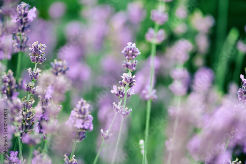 lavender flowers on the field close-up. floral aromatherapy. natural green background  selective focus  copy space