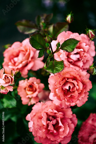 coral-colored rose flowers on a blurred dark green background. moody floral, selective focus