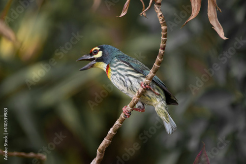 Bird : Bee-eater
