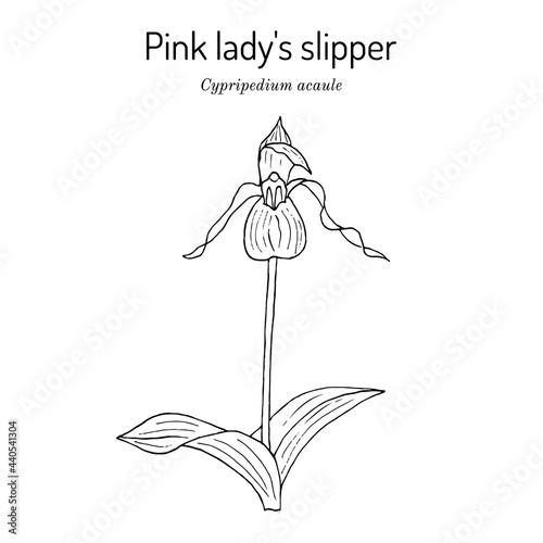 Pink or stemless ladys-slipper Cypripedium acaule , state wild flower of New Hampshire photo