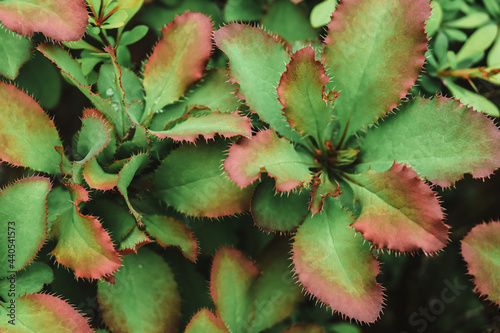 Natural green abstract background of thorny bush leaves with burgundy edging photo