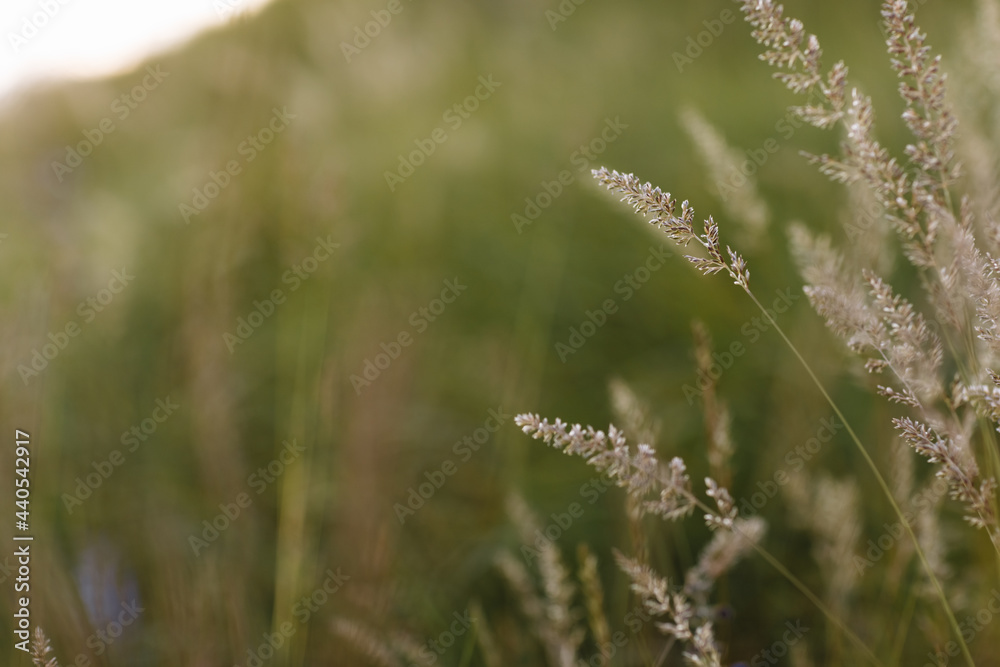 Selective soft focus of dry grass, reeds, stalks blowing in the wind at golden sunset light, horizontal, blurred hills on background, copy space. Nature, summer, grass concept