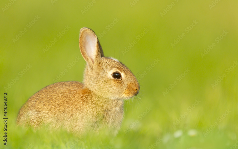 Fototapeta premium Portrait of a cute little rabbit sitting in meadow