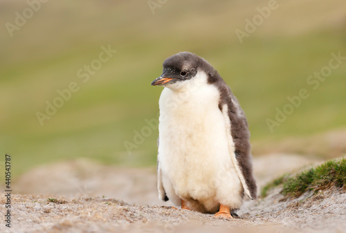 Gentoo penguin chick standing alone