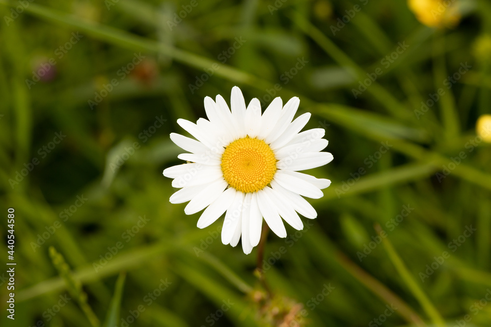 white flower in the grass