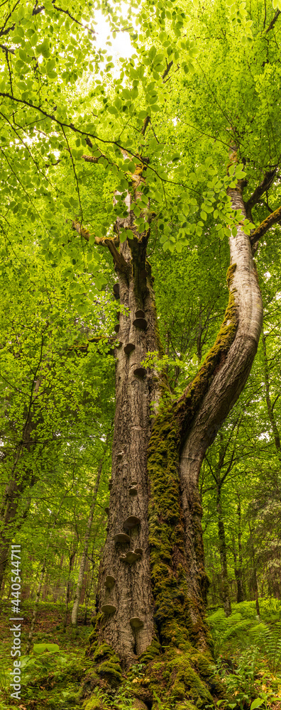 Fototapeta premium tree in the woods