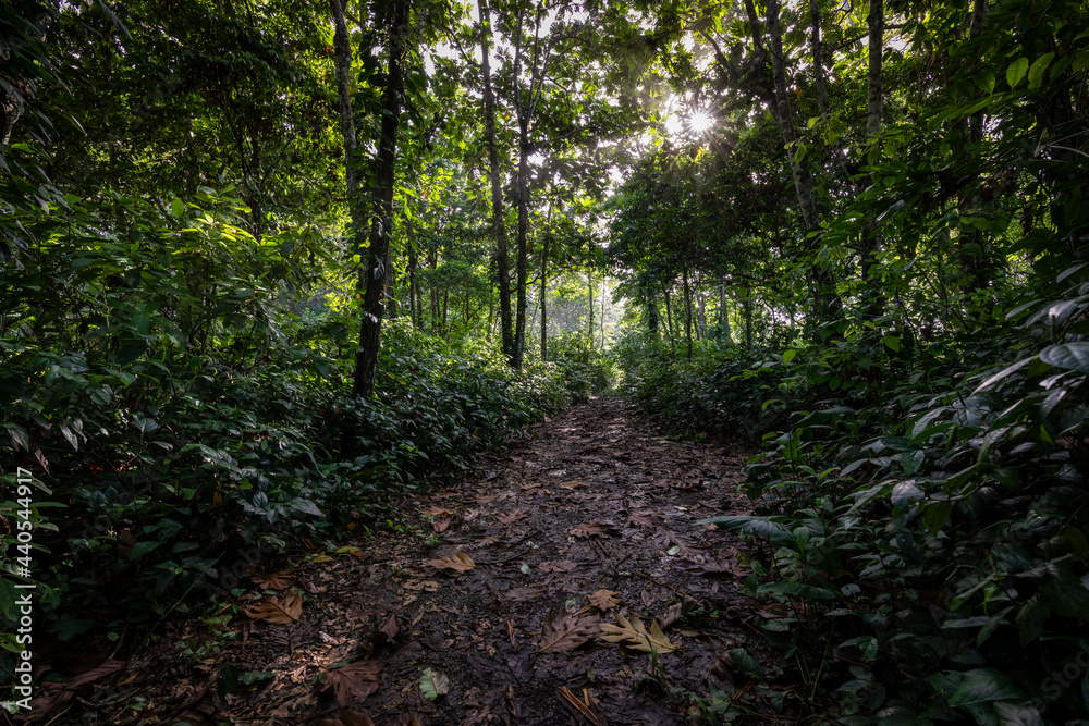 Panama Rainforest. Exotic Landscape. Natural Tropical Forest Atmosphere. Central America. Panama Rainforest. Exotic Landscape. Natural Tropical Forest Atmosphere. Central America.