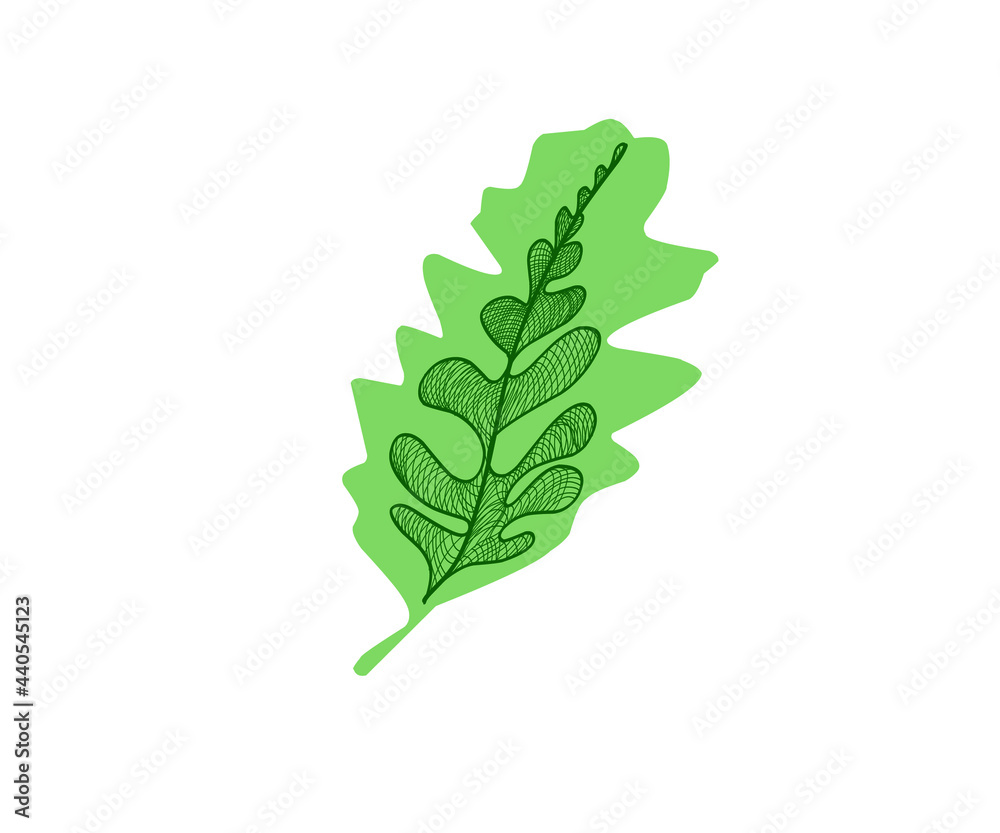 Fototapeta premium vector leaves, autumn vector leaves on white background, flat botanical illustration, leaf graphics, leaves coloring book