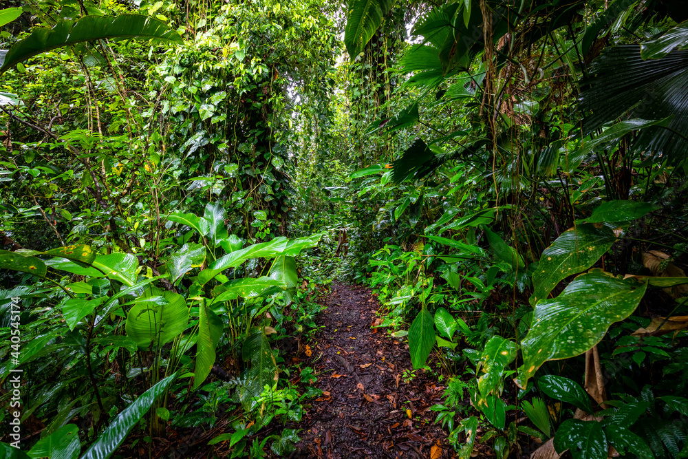 Panama Rainforest. Exotic Landscape. Natural Tropical Forest Atmosphere. Central America. 