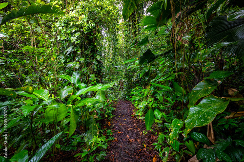 Panama Rainforest. Exotic Landscape. Natural Tropical Forest Atmosphere. Central America. 