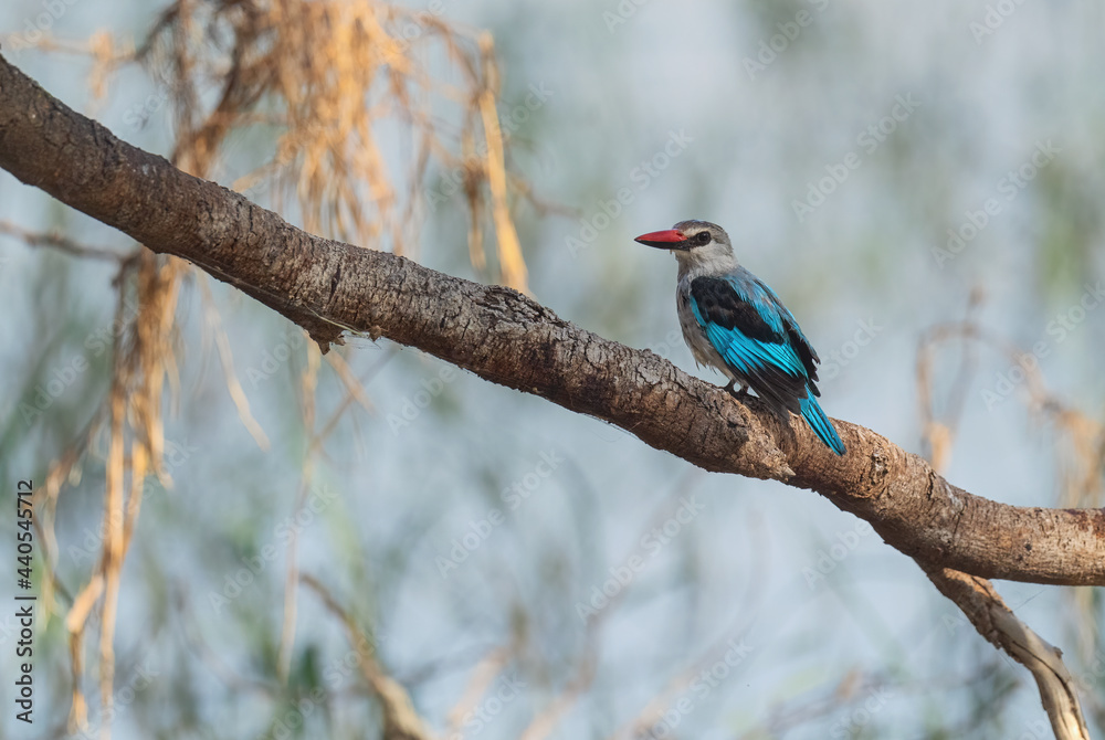 Woodland Kingfisher - Halcyon senegalensis, beautiful collored tree kingfisher from woodlands and forest in Africa south of the Sahara, lake Ziway, Ethiopia.