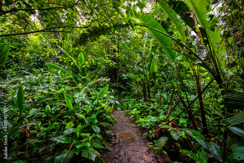 Panama Rainforest. Exotic Landscape. Natural Tropical Forest Atmosphere. Central America. 