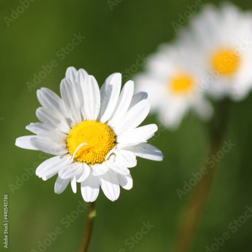 daisy flower