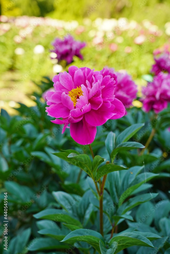 Peony flower on a spring green background - soft focus Peony flower on a spring green background - soft focus