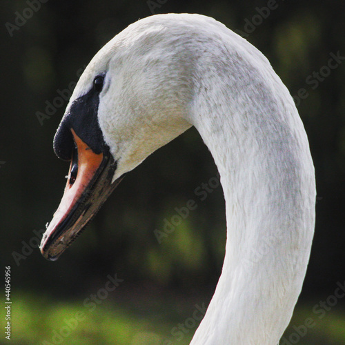 close up of a mute swan