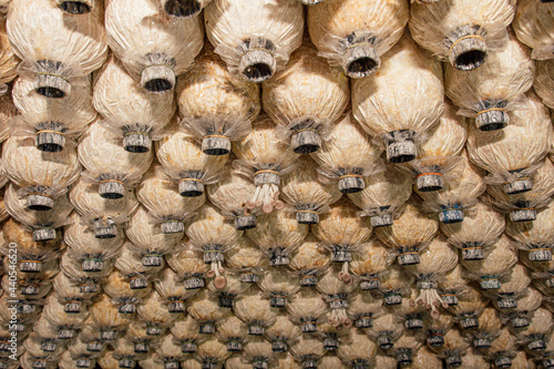 Indian Oyster, Phoenix Mushroom is cultivation in organic farms. Fresh mushroom.  © กรบุรษ วรดี
