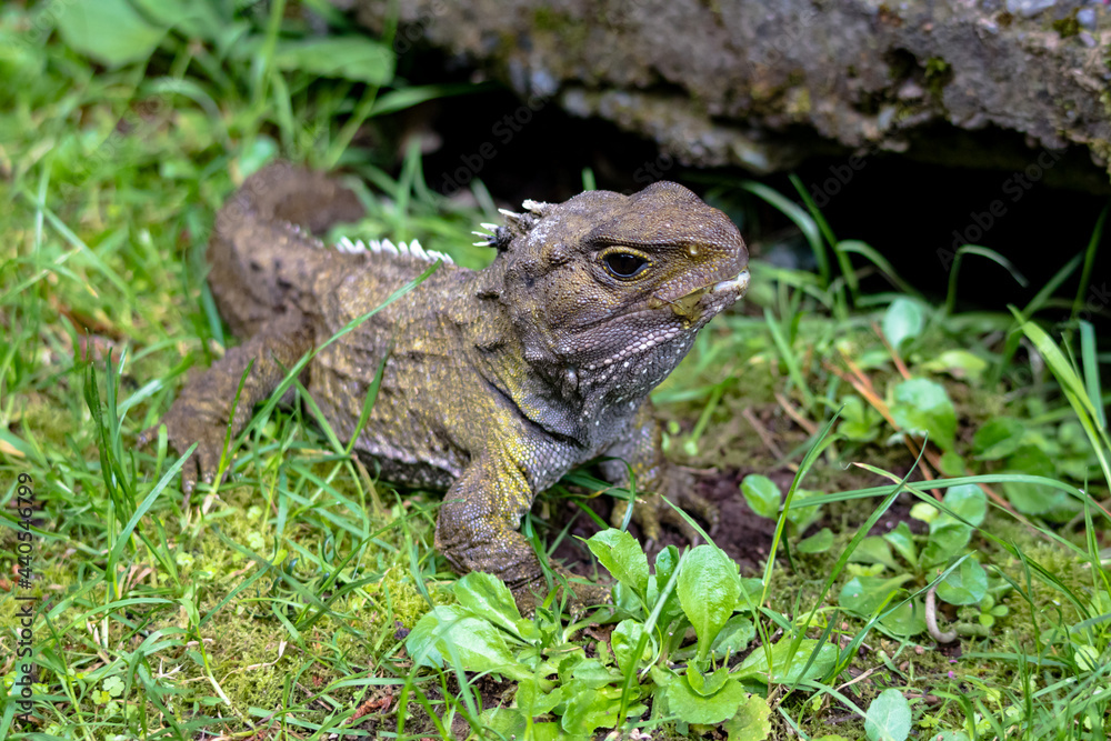 Tuatara, the prehistoric native reptile from New Zealand