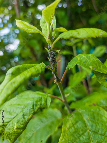 Wallpaper Mural Aphids are small sap-sucking insects and members of the superfamily Aphidoidea. Common names include greenfly and blackfly on bird cherry tree Torontodigital.ca