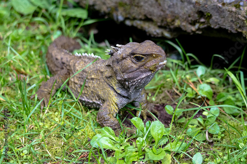 Tuatara, the prehistoric native reptile from New Zealand © Richie