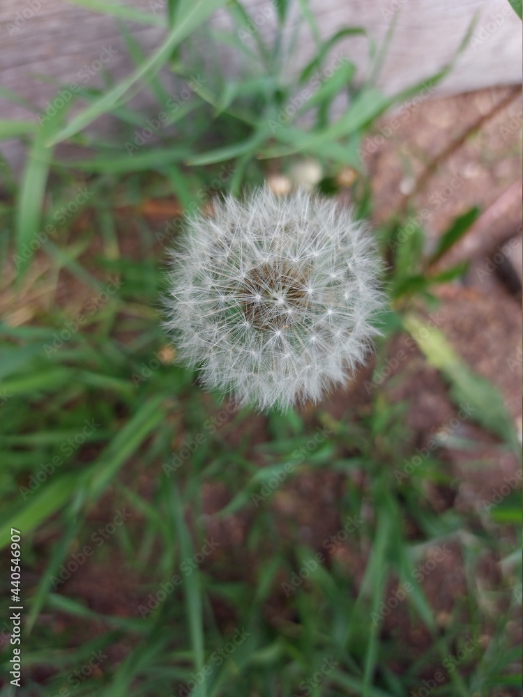 dandelion blowball in the grass dandelion blowball in the grass