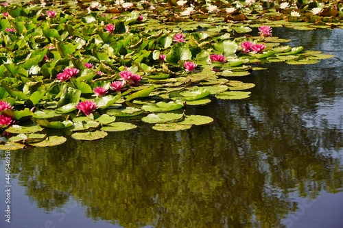 Nymphaea ( water lilies) - waterlily on the Japanese pond - Aquatic vegetation, water plants