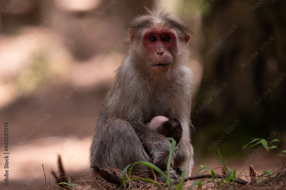 Naklejka premium monkey