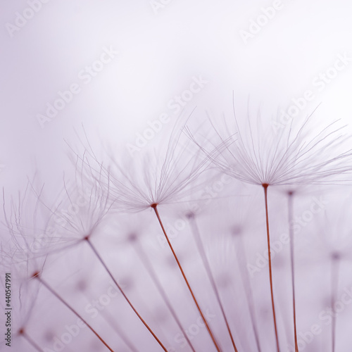 Fototapeta Naklejka Na Ścianę i Meble -  romantic dandelion flower in springtime, macro dandelion seed
