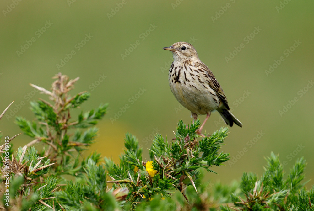 Meadow pipit, Anthus pratensis Meadow pipit, Anthus pratensis