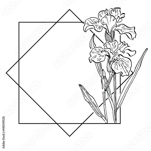 Hand drawn iris floral logo, frame, border, promo element.