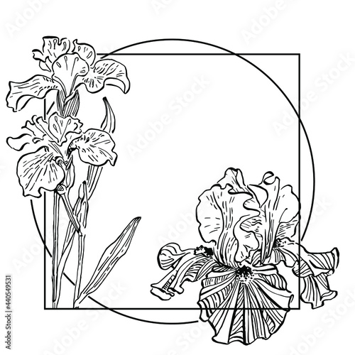 Hand drawn iris floral logo, frame, border, promo element.