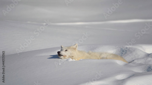 Animals in Grelandia Snow Arctic fox Glacier Sea