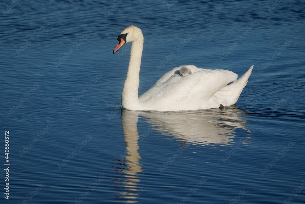 Fototapeta premium Mute swan, Cygnus olor,