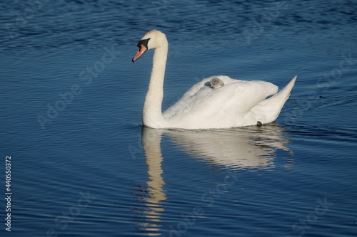 Mute swan, Cygnus olor,
