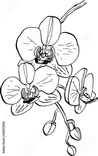 Orchids flower. Floral botanical flower. Isolated illustration element. Vector hand drawing wildflower for background, texture, wrapper pattern, frame or border.