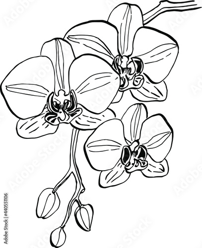 Orchids flower. Floral botanical flower. Isolated illustration element. Vector hand drawing wildflower for background, texture, wrapper pattern, frame or border.